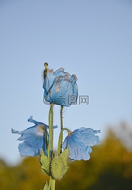 花,野生植物,夏天花
