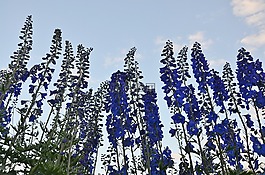 lupinien,自然,植物
