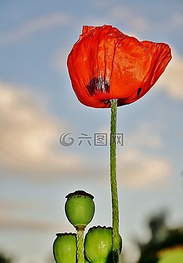 花,植物,開花