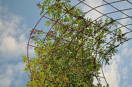 登山者,葡萄藤,植物
