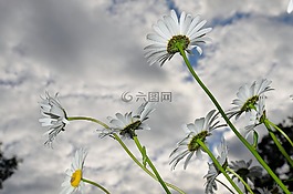 雛菊,春,水華
