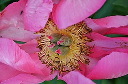 花,野生植物,夏天花