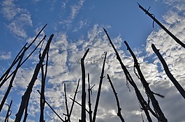 分支機(jī)構(gòu),樹,天空