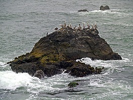 鵜鶘,石,水