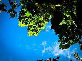 藍色的天空,葉子,樹