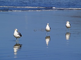 海鸥,海滩,水