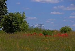 原野,鮮花,天空