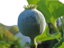 罌粟膠囊,園林植物種子,性質(zhì)