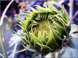 芽,太陽花,廠