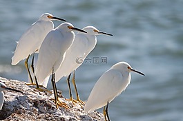 白鷺,鳥,野生動物