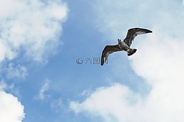 海鷗,海灘,天空