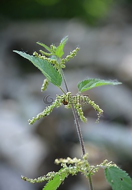 蕁麻,廠,森林
