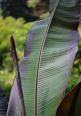 葉子,結(jié)構(gòu),廠