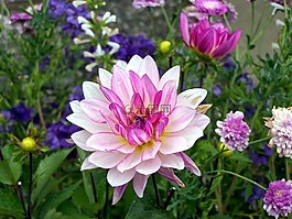 花,自然,植物區(qū)系