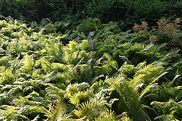ferns,字段,森林