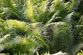ferns,字段,森林