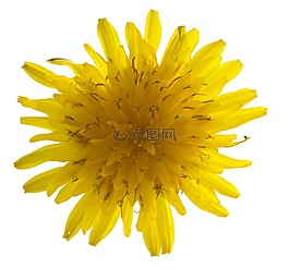 蒲公英,特寫,花