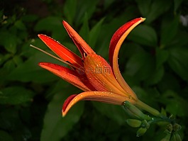 百合,花,花園