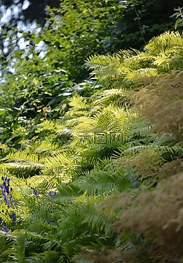 森林,厂,ferns
