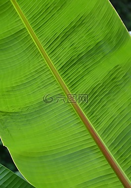 葉子,結(jié)構(gòu),廠