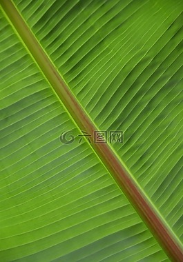 葉子,結(jié)構(gòu),廠