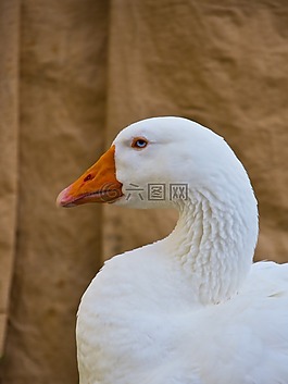 鵝,鴨,動物