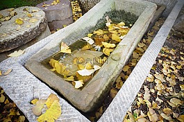 水槽,秋天,小清新