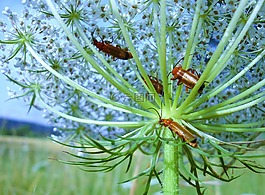 甲蟲,草地,昆蟲