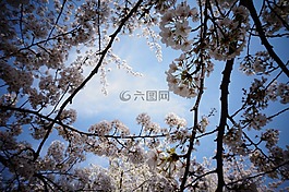 櫻花,自然,風(fēng)景