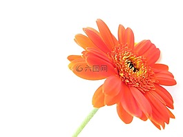 花,關(guān)閉了,自然