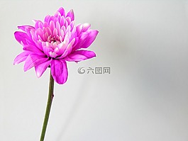 花,紫色,紫色花