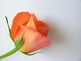 花,橙色,橙花