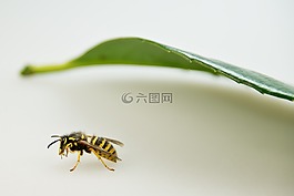 黃蜂,昆蟲(chóng),關(guān)閉