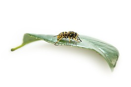 黃蜂,昆蟲,關(guān)閉