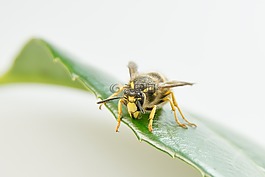 黃蜂,昆蟲,關(guān)閉