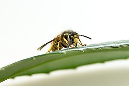 黃蜂,昆蟲(chóng),關(guān)閉