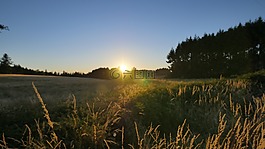 原野,日落,黃色