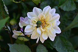 甲蟲(chóng),花卉,宏