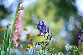夏季,鮮花,唐菖蒲