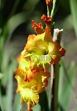 黄唐菖蒲,花卉,性质