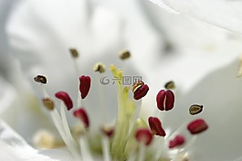 開花,雌蕊,梨