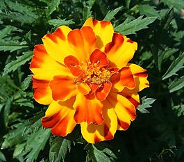 萬壽菊,花的,植物