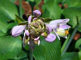 花的,植物,自然