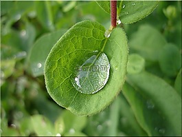 雨滴,葉子,關(guān)閉