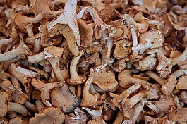 蘑菇,吃,chanterelles
