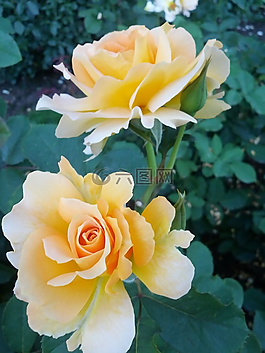 玫瑰,花,植物區(qū)系