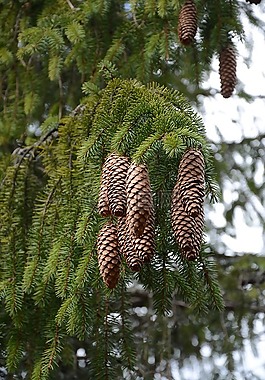 樹,evergreen植物,松