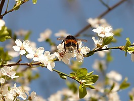 野梅,開花,赫梅爾