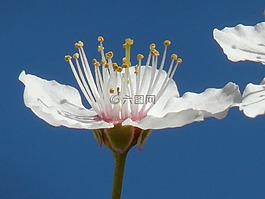 野梅,開花,關(guān)閉