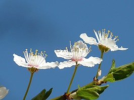 野梅,開花,關(guān)閉